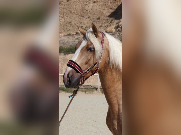 PRE Mix Hengst 4 Jaar 160 cm Palomino in Almerimar