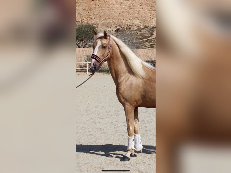 PRE Mix Hengst 4 Jaar 160 cm Palomino in Almerimar