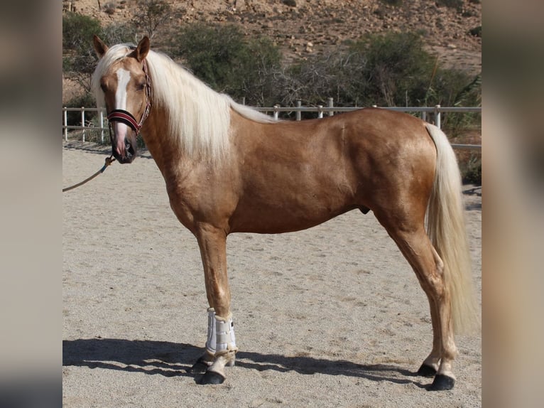 PRE Mix Hengst 4 Jaar 160 cm Palomino in Almerimar