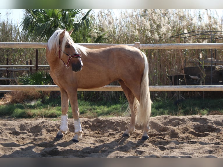 PRE Mix Hengst 4 Jaar 160 cm Palomino in Almerimar