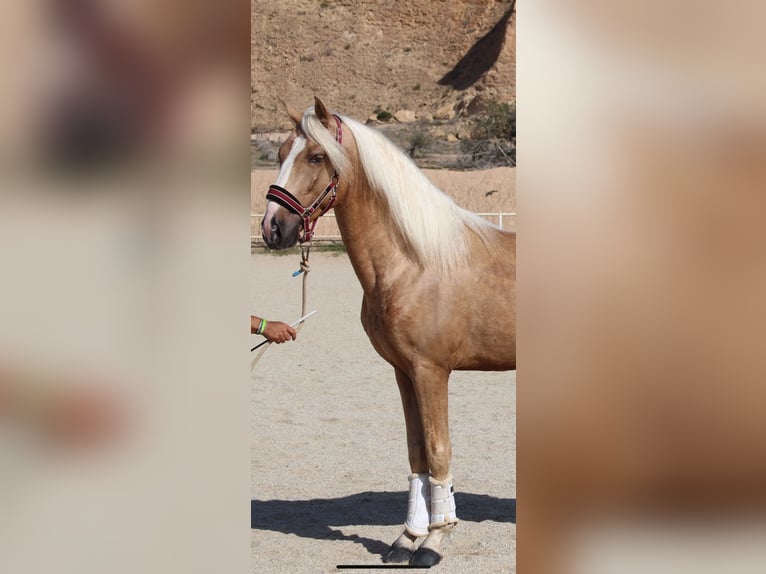 PRE Mix Hengst 4 Jaar 160 cm Palomino in Almerimar