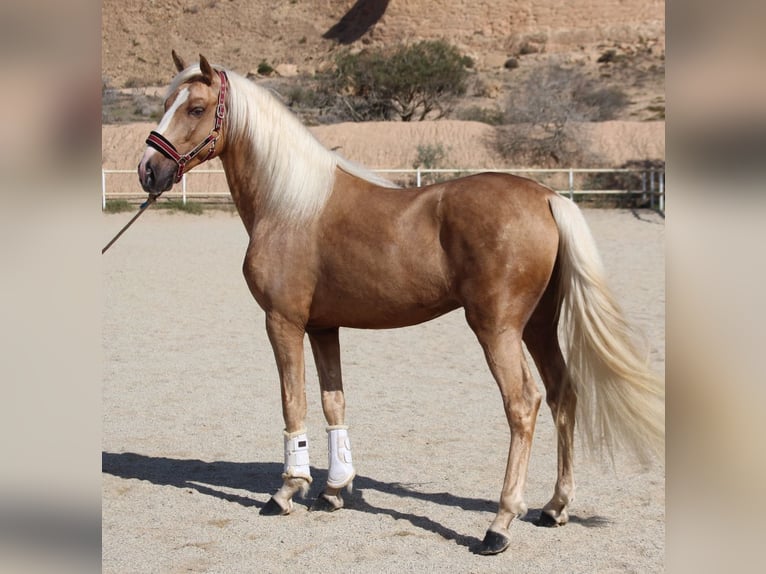 PRE Mix Hengst 4 Jaar 160 cm Palomino in Almerimar