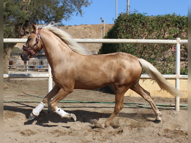 PRE Mix Hengst 4 Jaar 160 cm Palomino in Almerimar