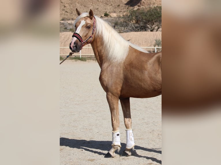 PRE Mix Hengst 4 Jaar 160 cm Palomino in Almerimar