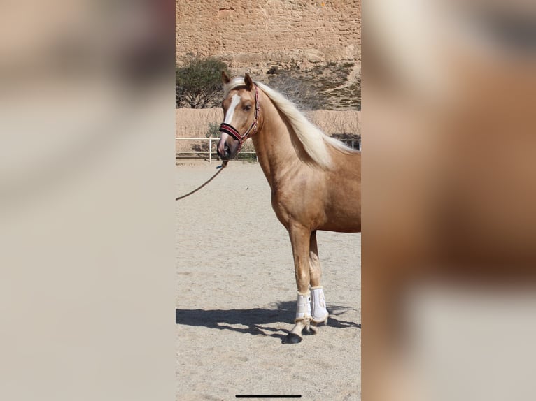 PRE Mix Hengst 4 Jaar 160 cm Palomino in Almerimar