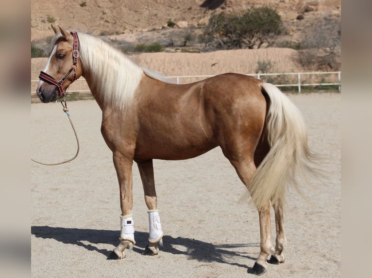 PRE Mix Hengst 4 Jaar 160 cm Palomino in Almerimar