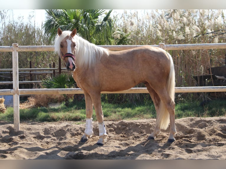 PRE Mix Hengst 4 Jaar 160 cm Palomino in Almerimar