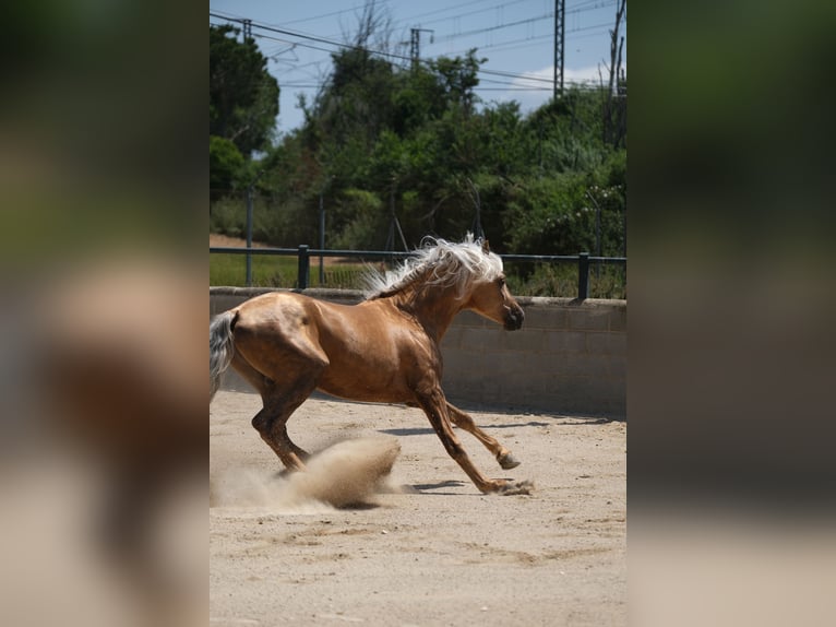 PRE Mix Hengst 4 Jaar 160 cm Palomino in Hamburg