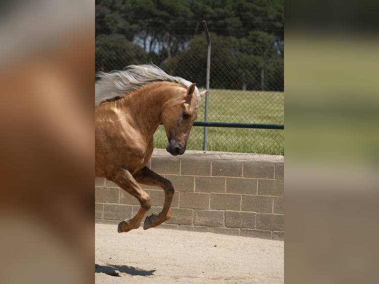 PRE Mix Hengst 4 Jaar 160 cm Palomino in Hamburg