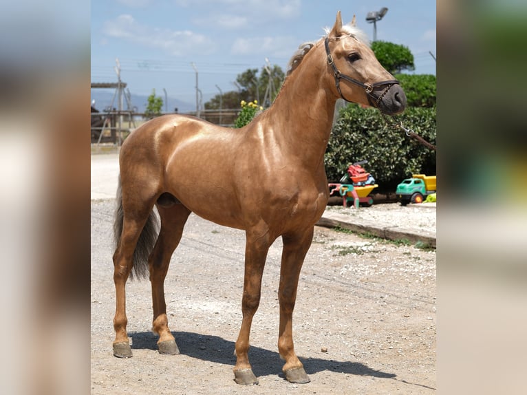 PRE Mix Hengst 4 Jaar 160 cm Palomino in Hamburg