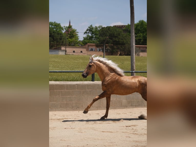 PRE Mix Hengst 4 Jaar 160 cm Palomino in Hamburg