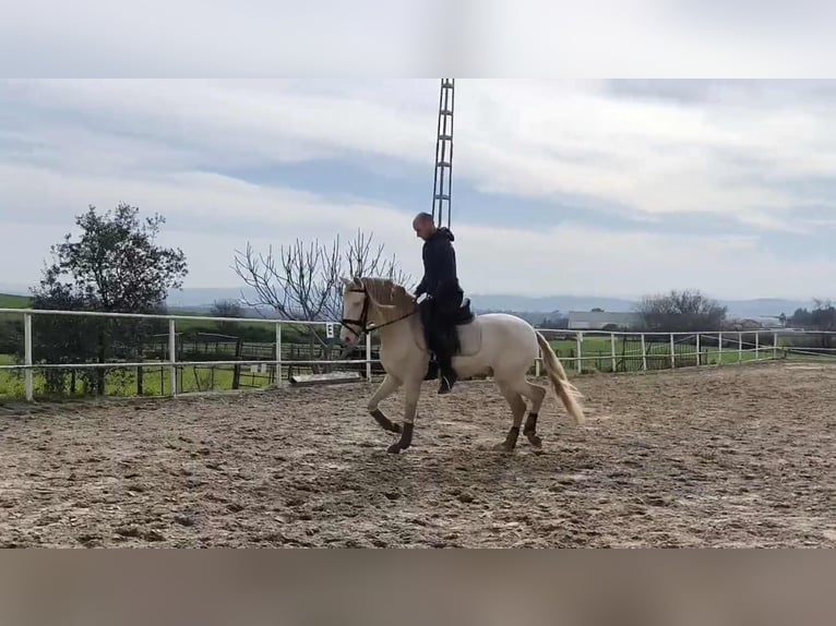 PRE Hengst 4 Jaar 160 cm Perlino in Galaroza (Huelva)