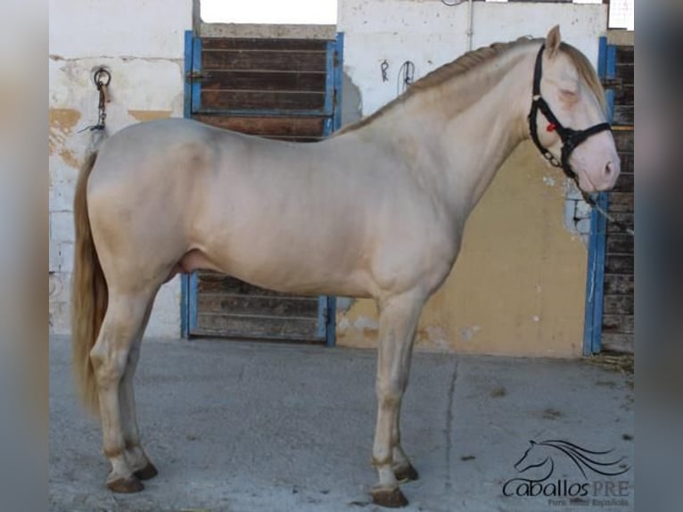 PRE Hengst 4 Jaar 160 cm Perlino in Alicante