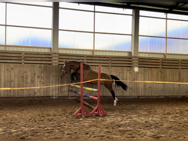 PRE Mix Hengst 4 Jaar 160 cm Roodbruin in Kaunas