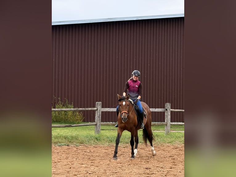 PRE Mix Hengst 4 Jaar 160 cm Roodbruin in Kaunas