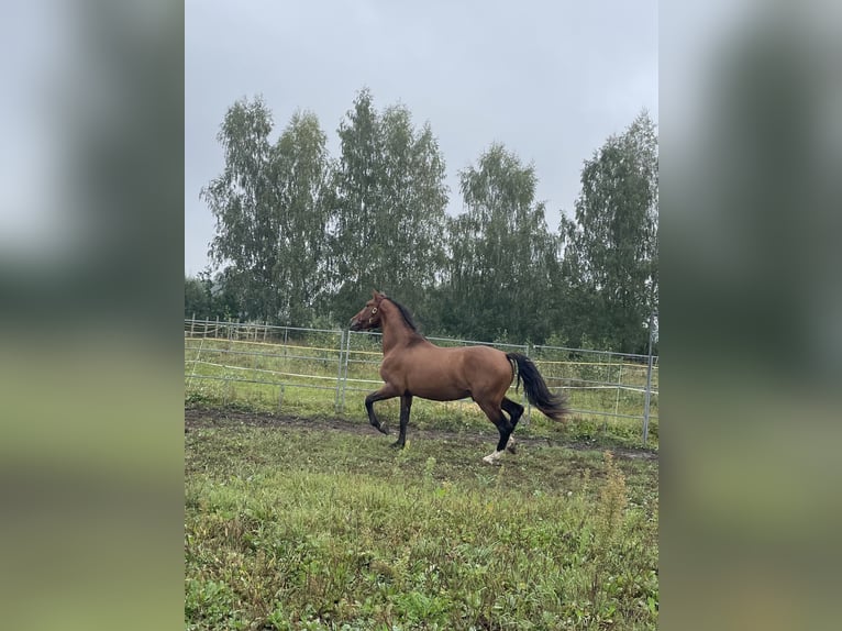 PRE Mix Hengst 4 Jaar 160 cm Roodbruin in Kaunas