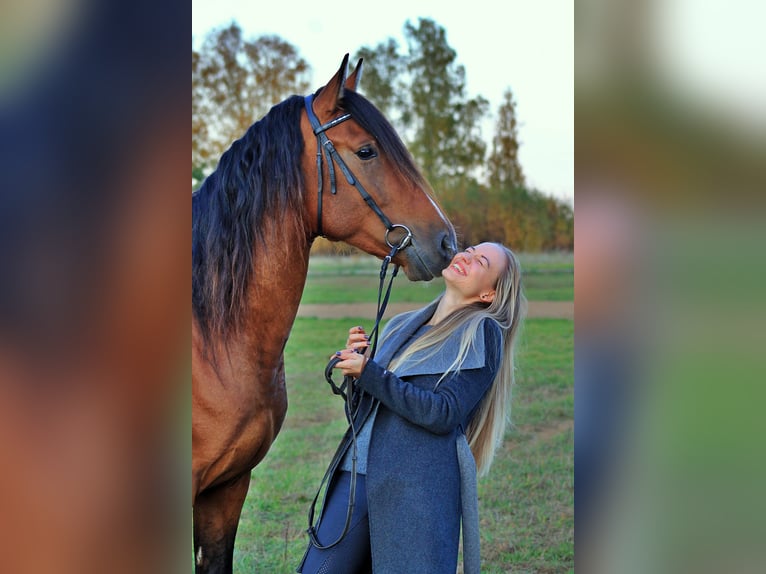 PRE Mix Hengst 4 Jaar 160 cm Roodbruin in Kaunas