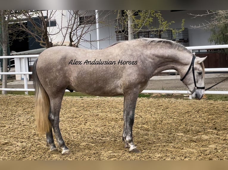 PRE Mix Hengst 4 Jaar 160 cm Schimmel in Sevilla