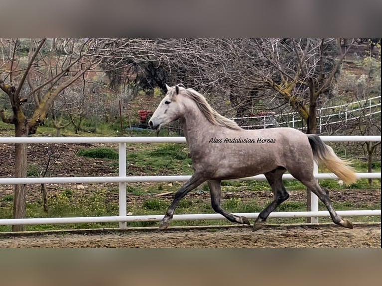 PRE Mix Hengst 4 Jaar 160 cm Schimmel in Sevilla