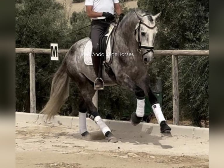 PRE Mix Hengst 4 Jaar 160 cm Schimmel in Sevilla