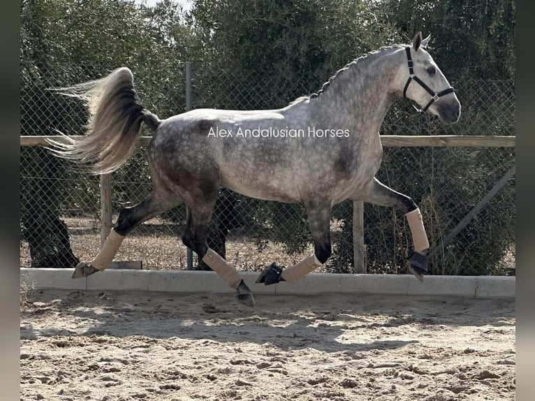 PRE Mix Hengst 4 Jaar 160 cm Schimmel in Sevilla