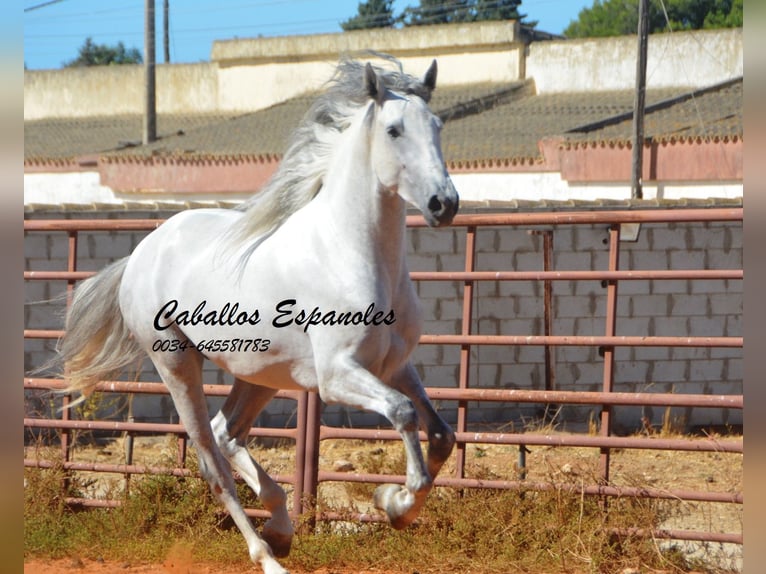PRE Hengst 4 Jaar 160 cm Schimmel in vejer de la frontera