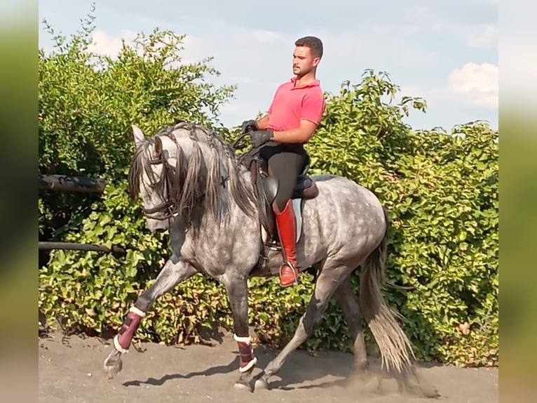 PRE Hengst 4 Jaar 160 cm Schimmel in Galaroza (Huelva)