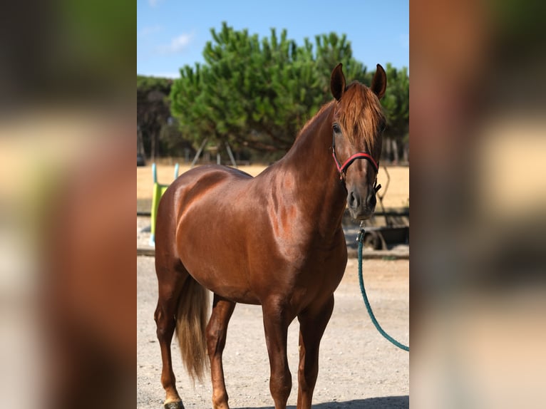 PRE Mix Hengst 4 Jaar 160 cm Vos in Hamburg