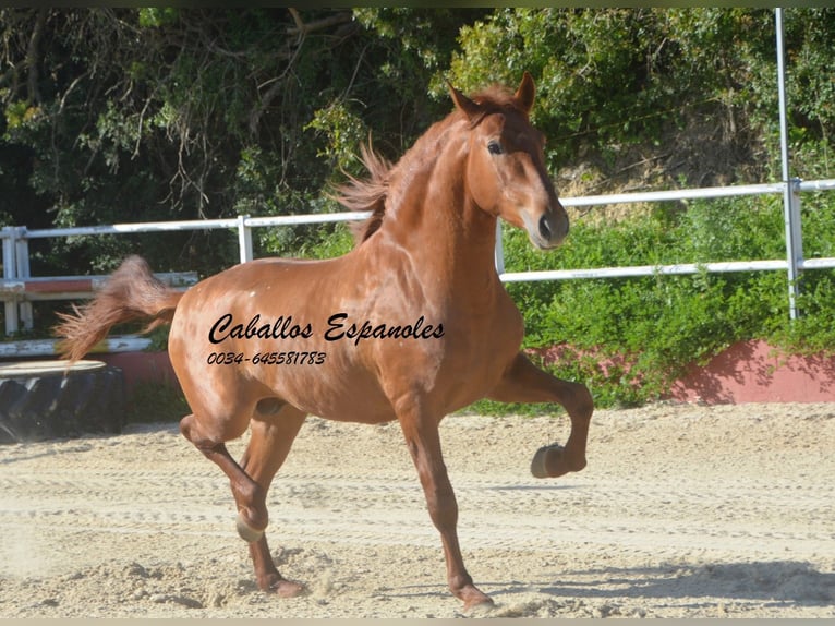 PRE Mix Hengst 4 Jaar 160 cm Vos in Vejer de la Frontera