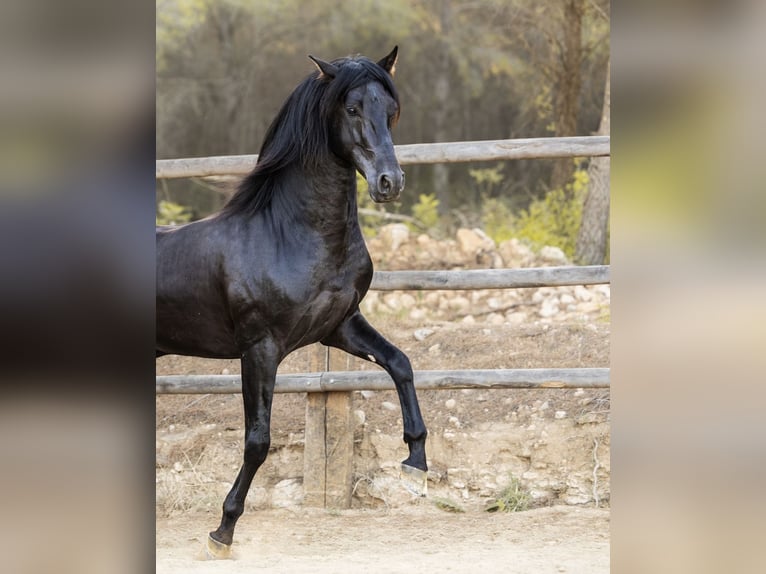 PRE Hengst 4 Jaar 160 cm Zwart in El Catllar