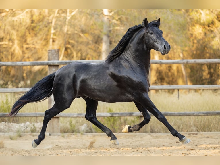 PRE Hengst 4 Jaar 160 cm Zwart in El Catllar