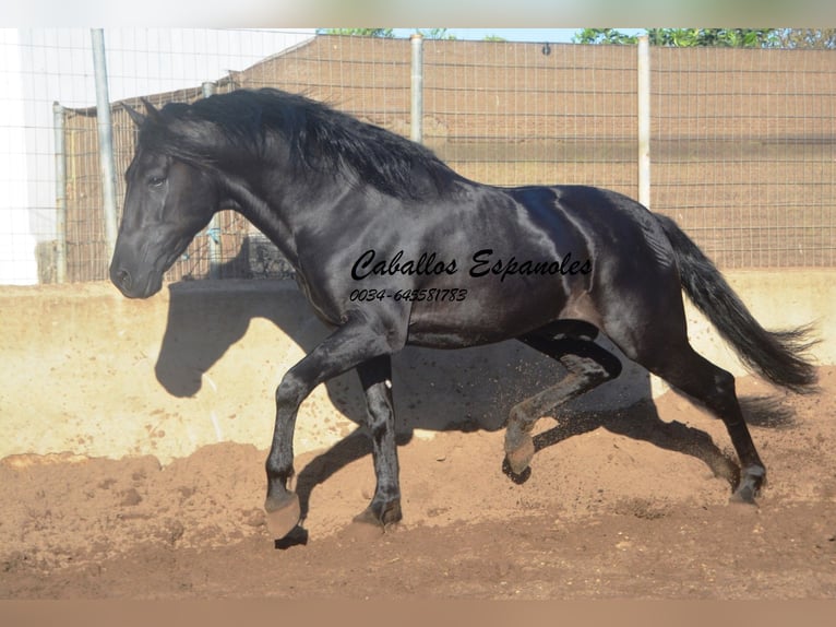 PRE Hengst 4 Jaar 160 cm Zwart in Vejer de la Frontera