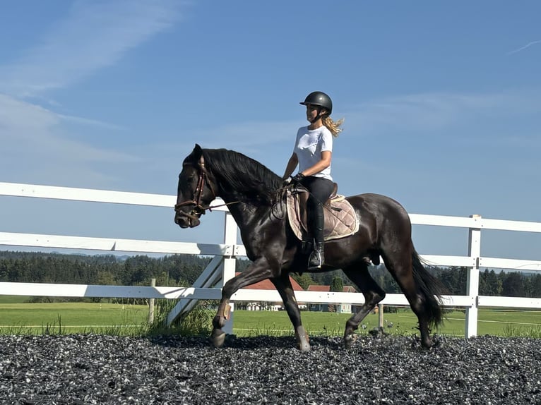 PRE Hengst 4 Jaar 160 cm Zwart in Sigmarszell