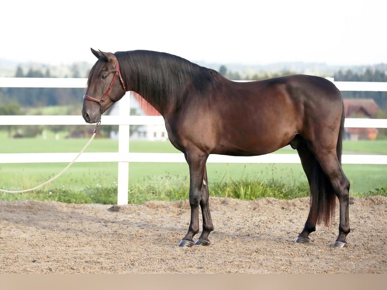 PRE Hengst 4 Jaar 160 cm Zwart in Sigmarszell