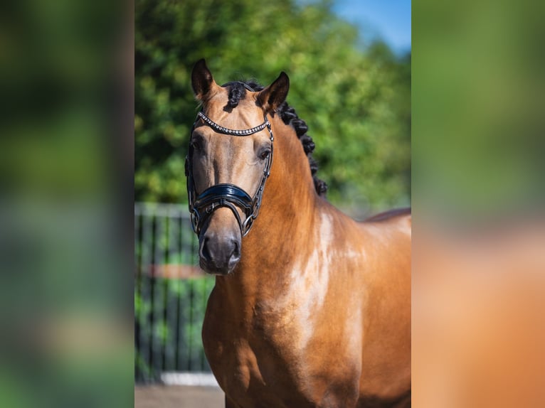 PRE Mix Hengst 4 Jaar 161 cm Buckskin in Poeldijk