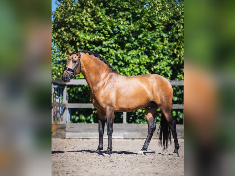 PRE Mix Hengst 4 Jaar 161 cm Buckskin in Poeldijk