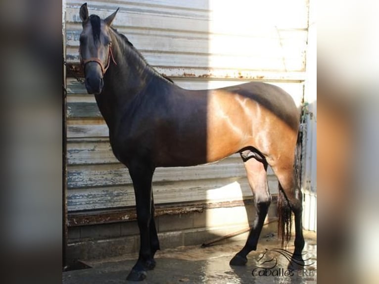 PRE Mix Hengst 4 Jaar 161 cm Buckskin in Alicante