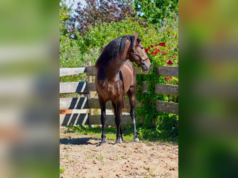 PRE Hengst 4 Jaar 161 cm kan schimmel zijn in Polenz