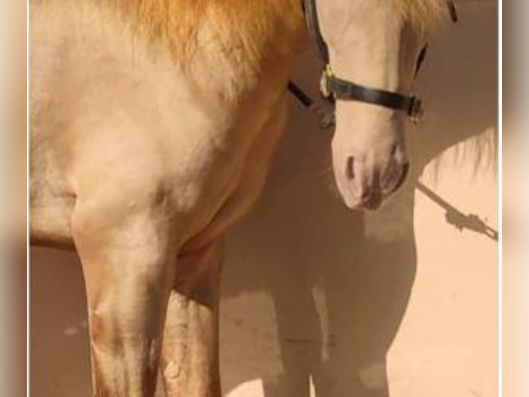 PRE Mix Hengst 4 Jaar 161 cm Overo-alle-kleuren in Mallorca