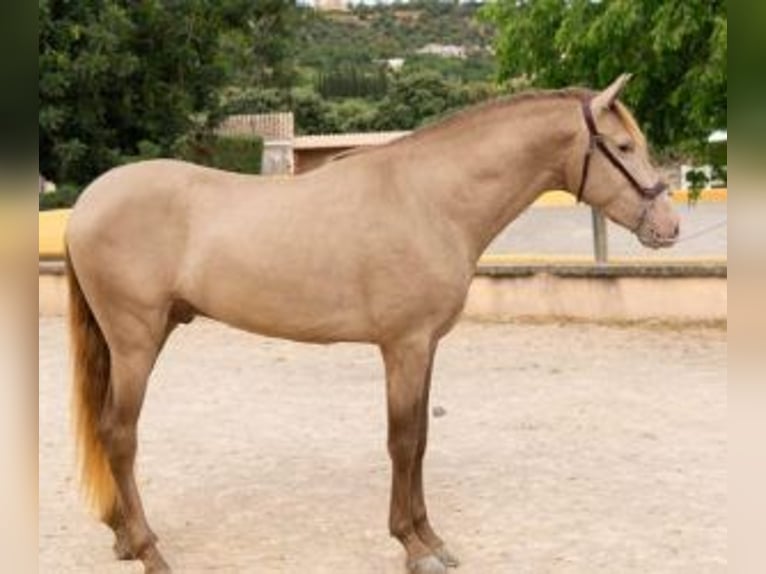 PRE Mix Hengst 4 Jaar 161 cm Overo-alle-kleuren in Mallorca