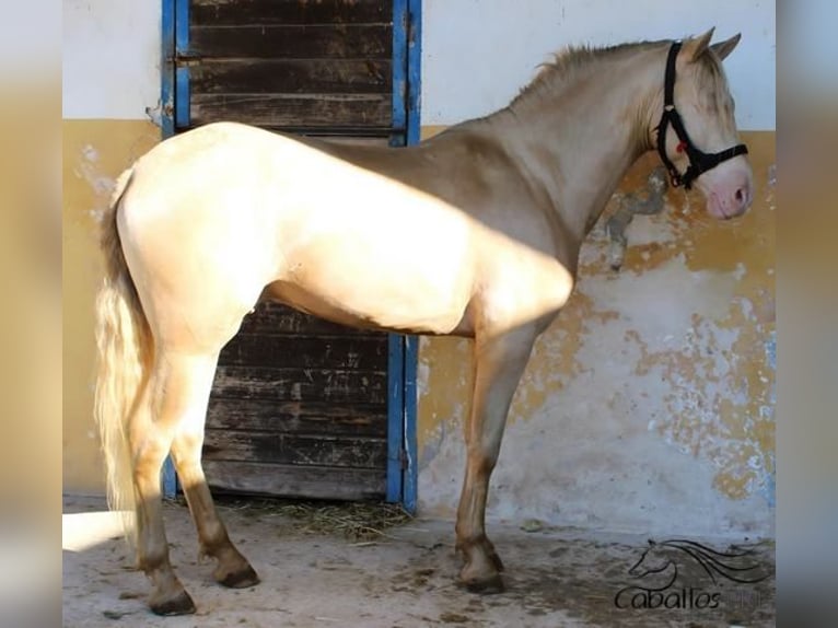 PRE Hengst 4 Jaar 161 cm Perlino in Alicante