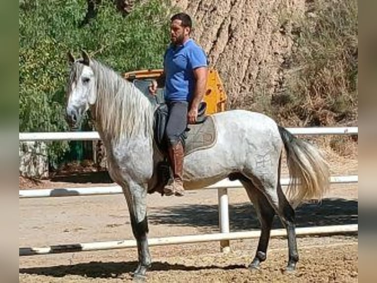 PRE Mix Hengst 4 Jaar 161 cm Schimmel in Malaga