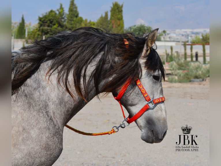 PRE Hengst 4 Jaar 161 cm Schimmel in Tabernas Almeria