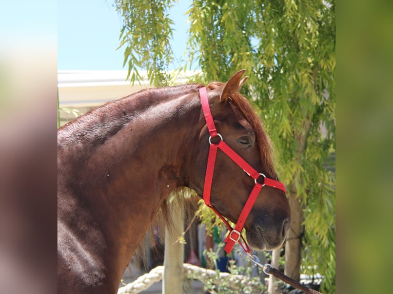 PRE Mix Hengst 4 Jaar 161 cm Vos in Vejer de la Frontera