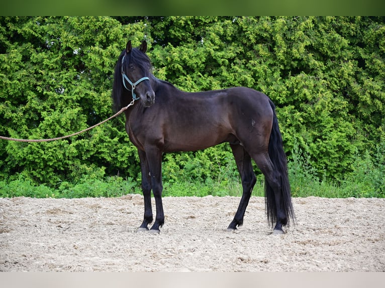 PRE Hengst 4 Jaar 161 cm Zwart in Mitterndorf an der Fischa