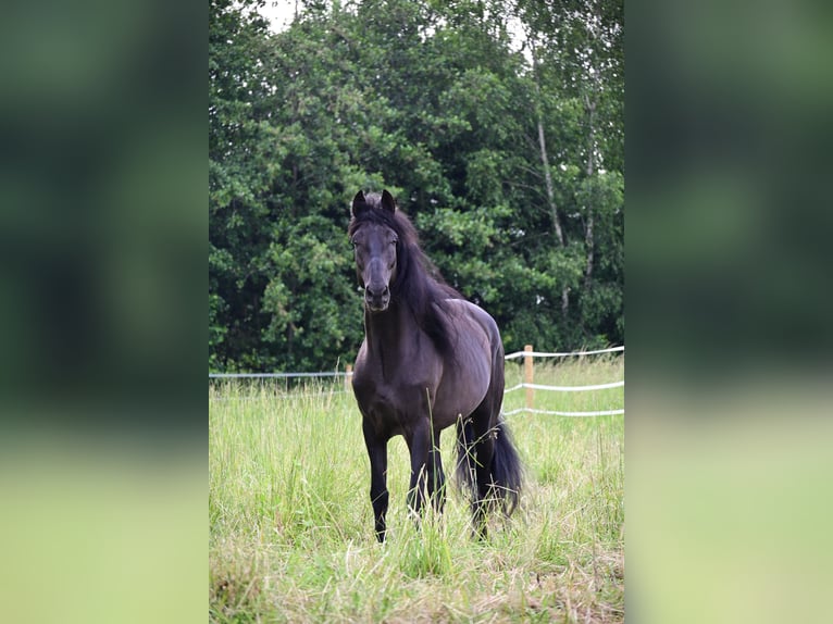 PRE Hengst 4 Jaar 161 cm Zwart in Mitterndorf an der Fischa