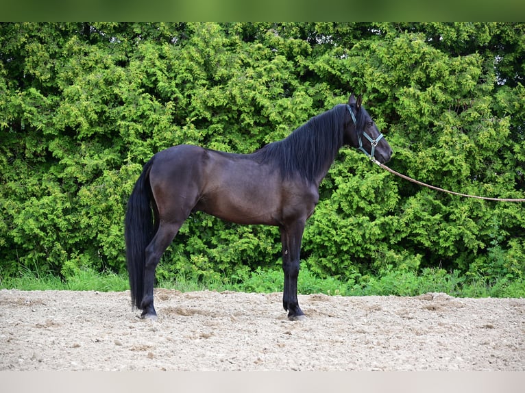 PRE Hengst 4 Jaar 161 cm Zwart in Mitterndorf an der Fischa