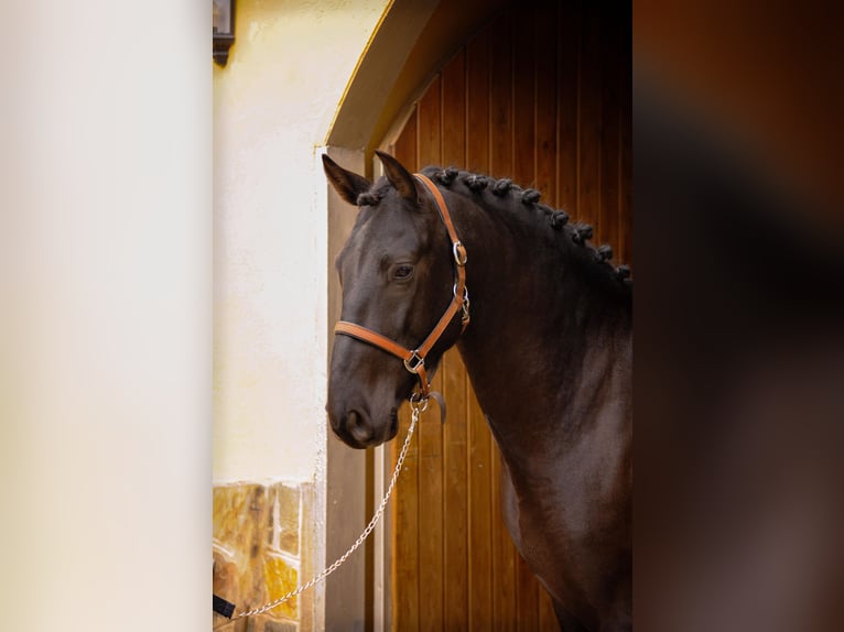 PRE Hengst 4 Jaar 161 cm Zwart in Valls