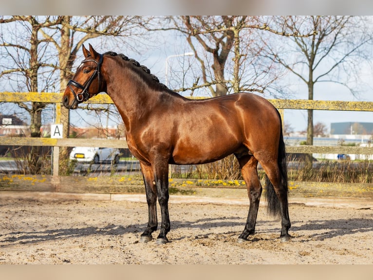 PRE Mix Hengst 4 Jaar 162 cm Bruin in Sm