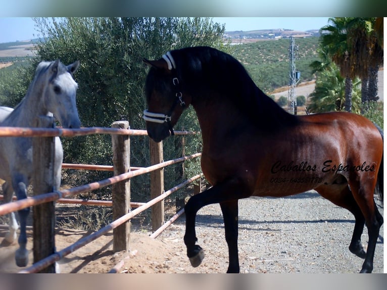 PRE Mix Hengst 4 Jaar 162 cm Bruin in vejer de la frontera